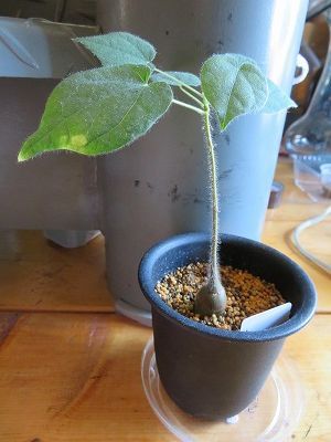 Sterculia africana (7/26) 2019年3月播種・・・根元がふっくら・・・