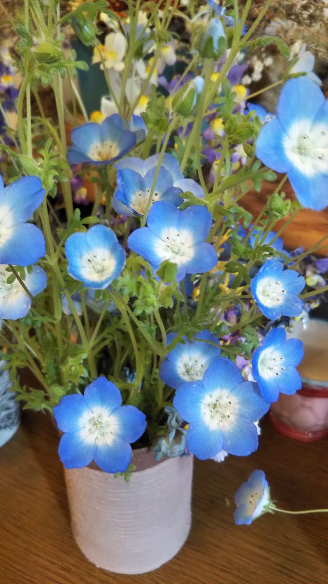 玄関に飾って一週間 花の大きさも 庭の株より小さくなって かわいく玄関を飾って くれ