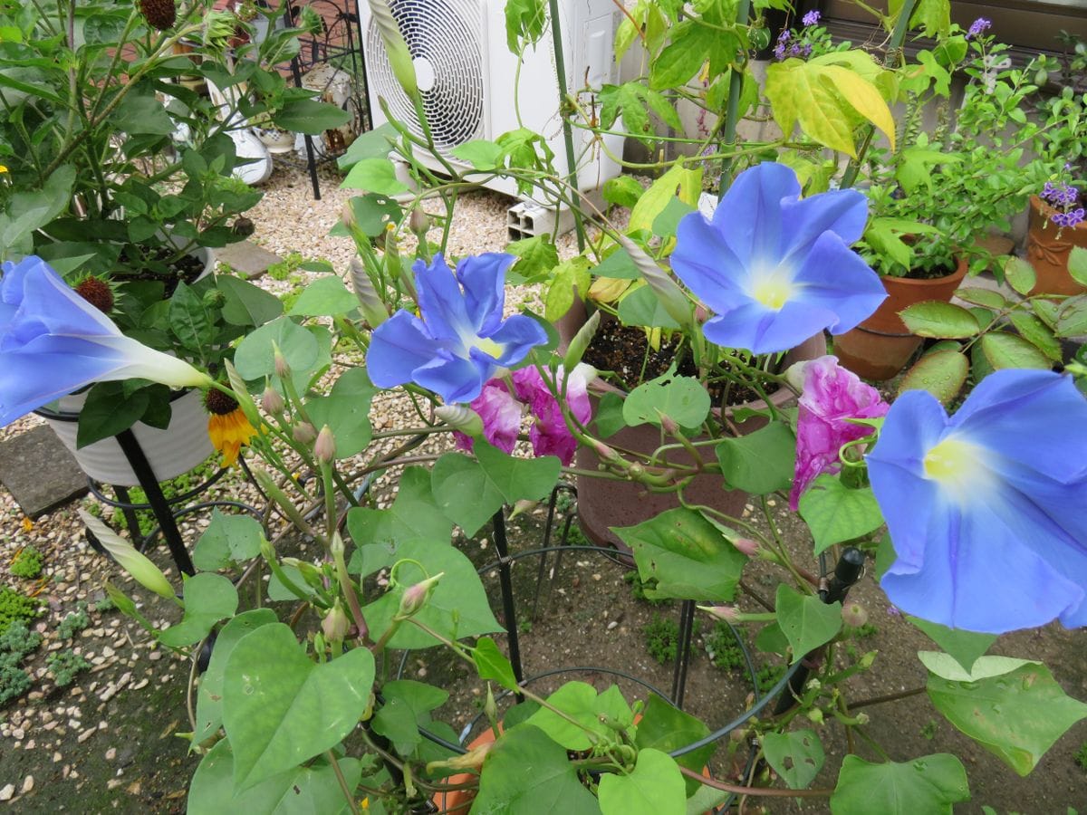 アサガオの写真 by ダイヤモンドリリー 2019.7.23 4個咲きました。 蕾も沢山。明日は