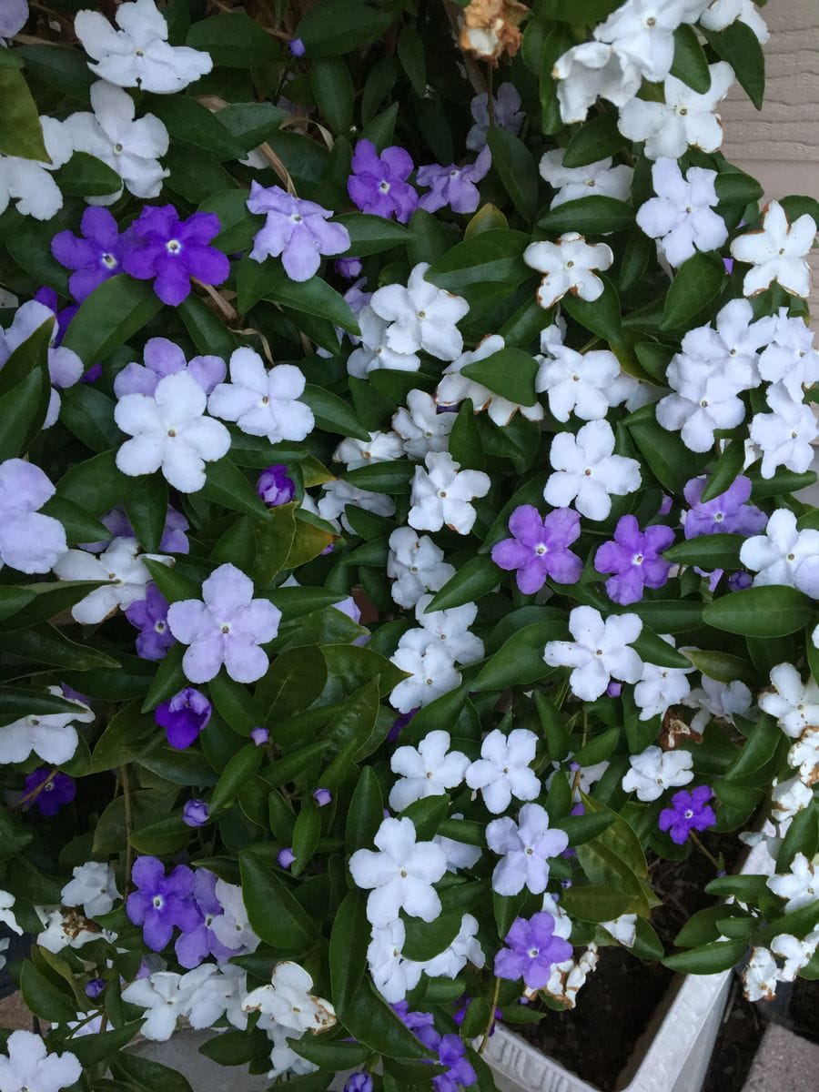 今年も優しい香りと、白と紫二色の組み合わせは最高