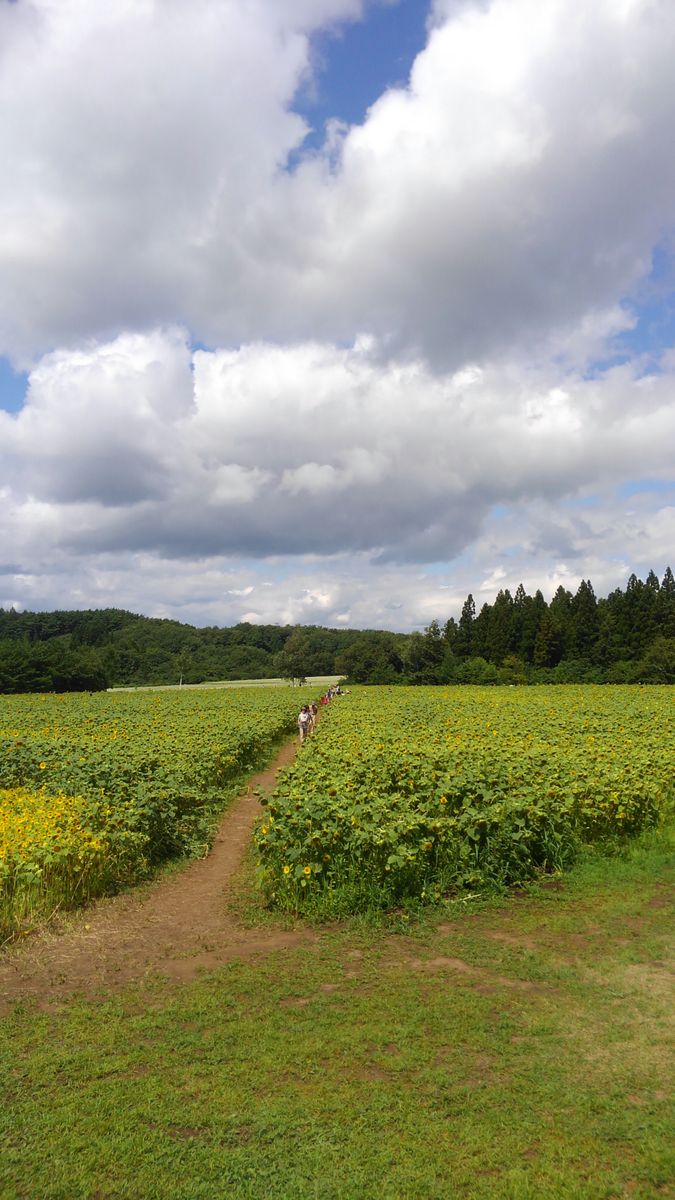 山の楽校～200万本のひまわり