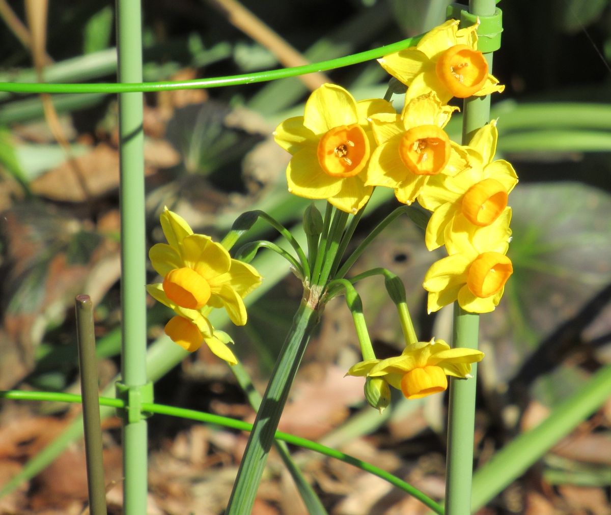 スイセンの写真 by さよ 黄水仙。初春は黄色い花が多い！