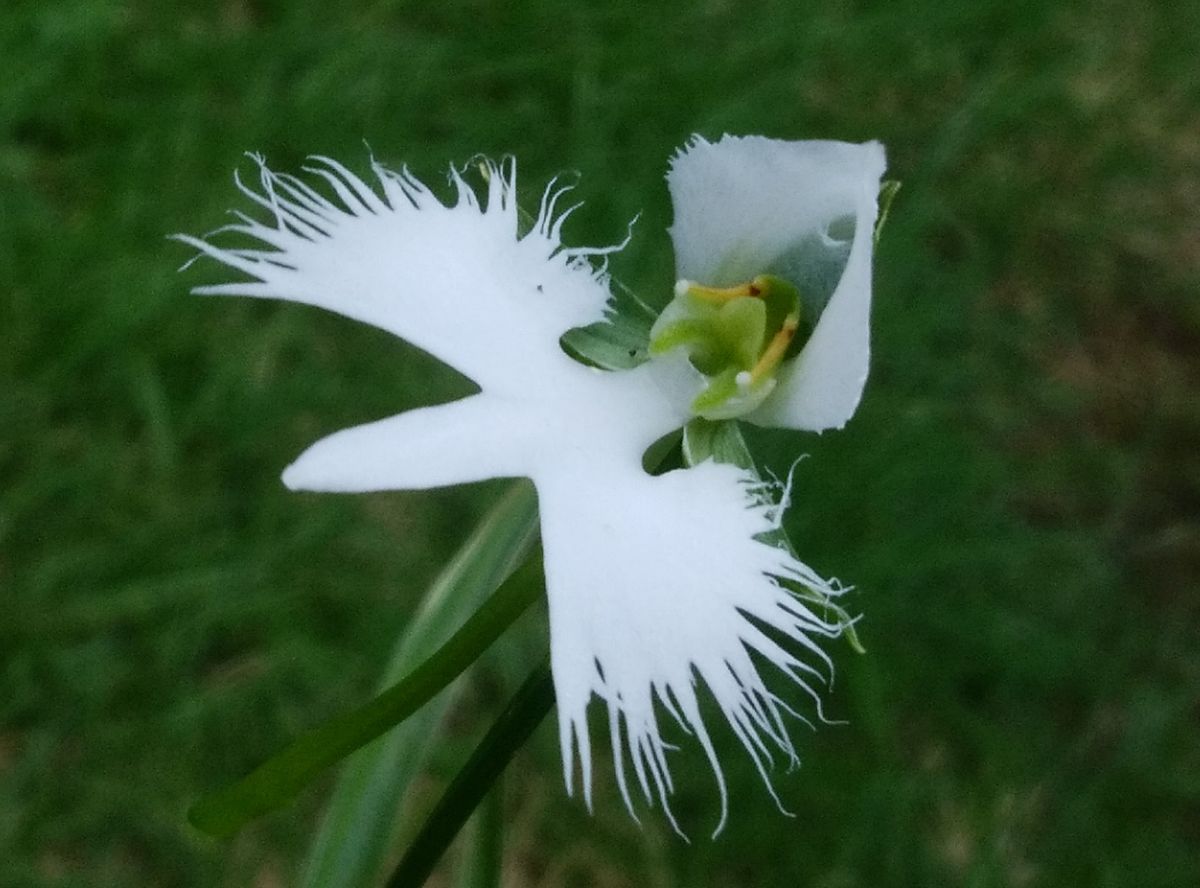 「サギ草」20190819 ８月１７日開花のサギ草は今も綺麗に咲いています サギ草は一日花