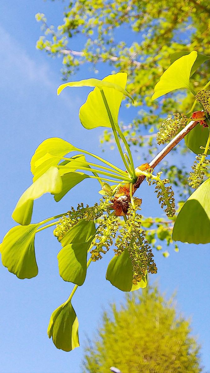 銀杏の花のその後です😊