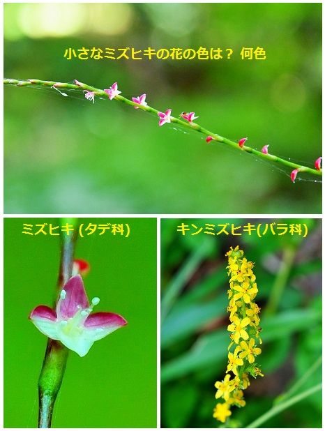 問題ではありませ～んが タデ科『ミズヒキ』の花の色は？ 紅白に見える花序が水引に似