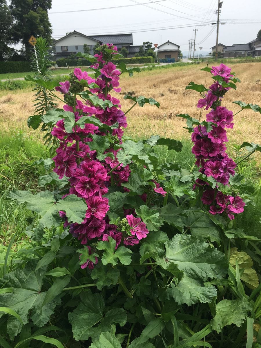 マロウの写真 by ラテラテ 背の高い植物を上手に使いたい