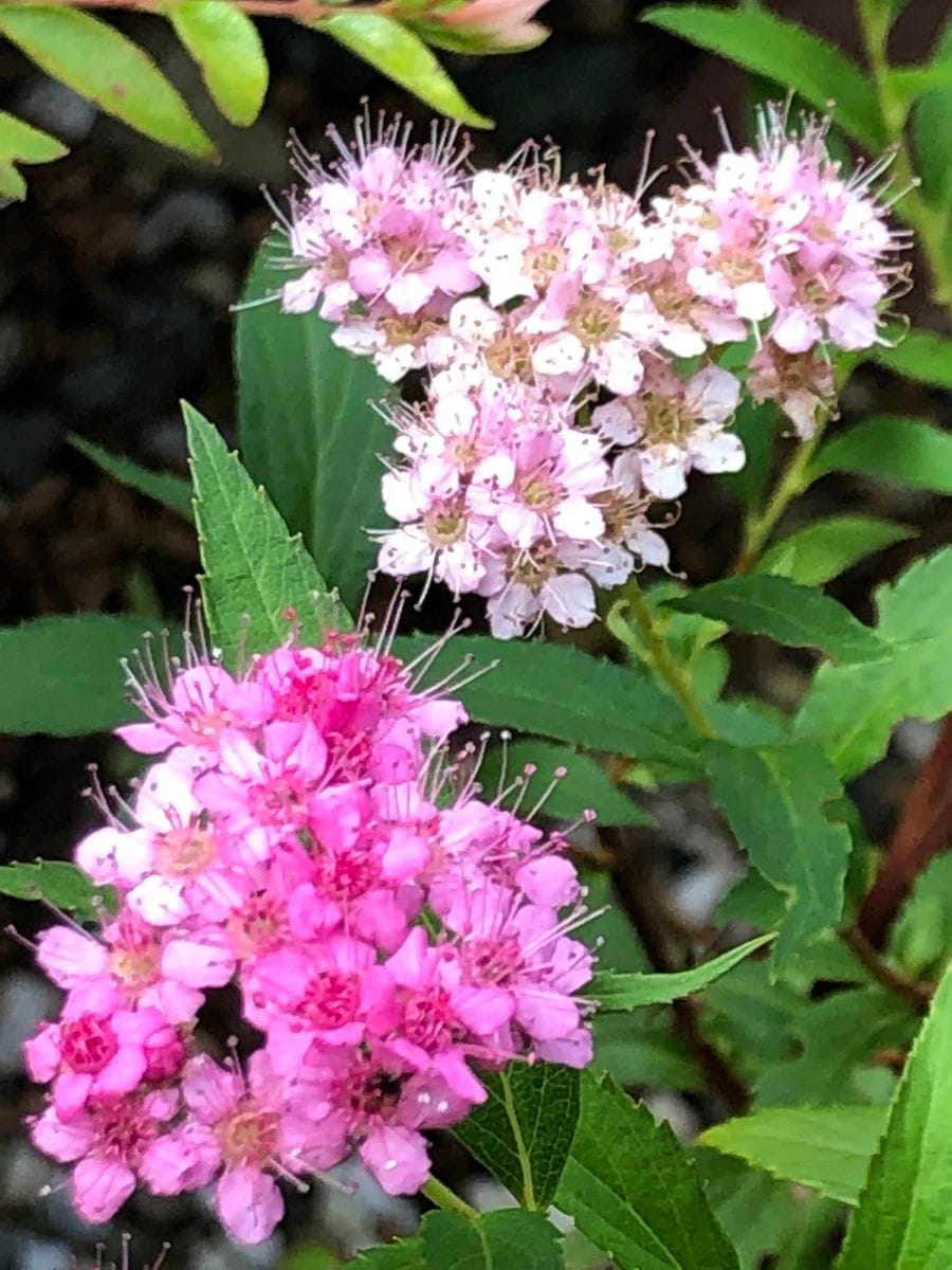 シモツケの写真 by masaさん 8/11 シモツケ  # Spiraea japonica