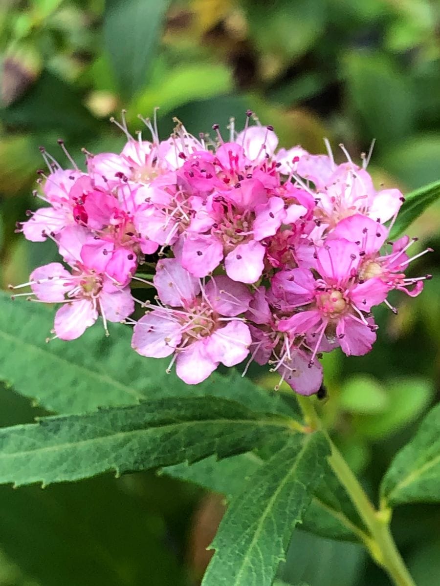 8/22 シモツケ  # Spiraea japonica