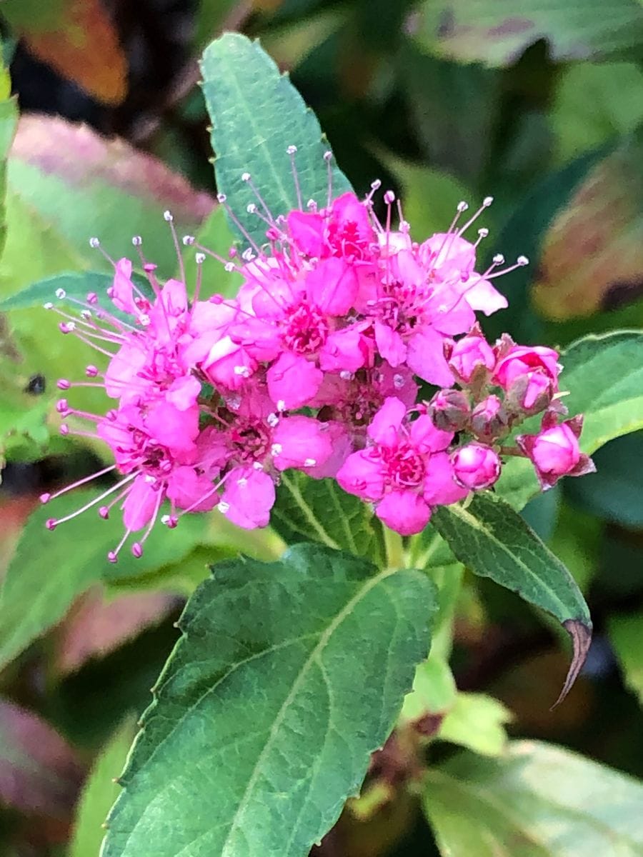 シモツケの写真 by masaさん 10/10 シモツケ  # Spiraea japonica