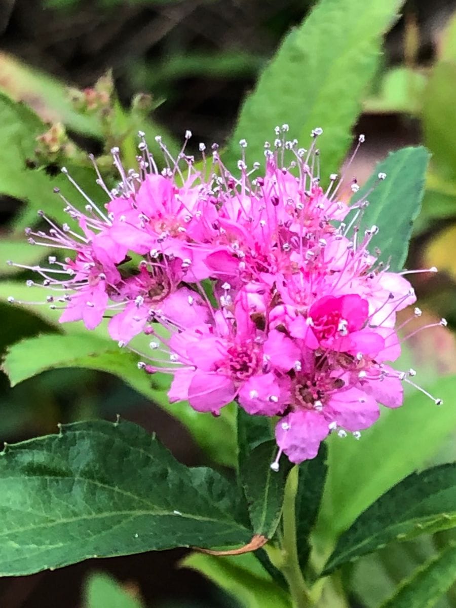 シモツケの写真 by masaさん 10/16 シモツケ  # Spiraea japonica