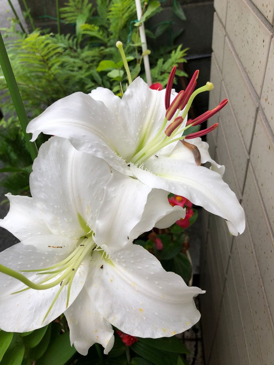 カサブランカ 花粉が花びらに落ちて雨で汚れるので 花粉を取り除いています