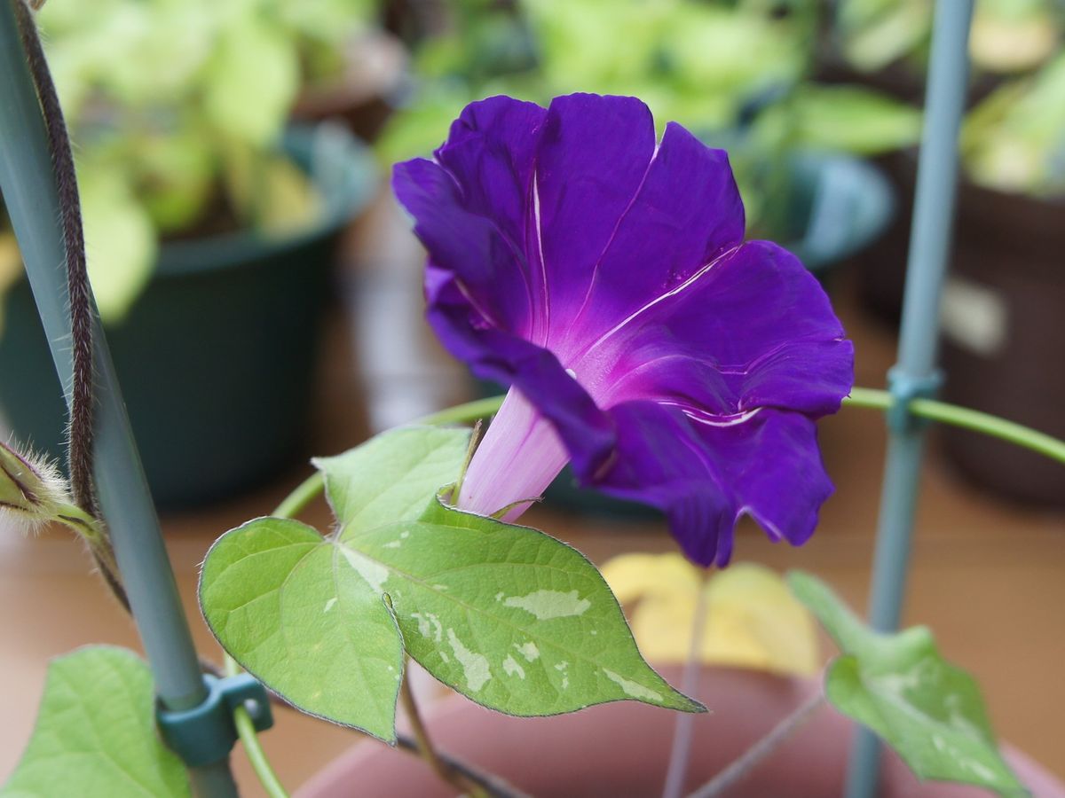 7月6日：今年最初の開花は「青斑入並葉紫捻梅咲」でした。葉は緑に白い斑が入り、花は