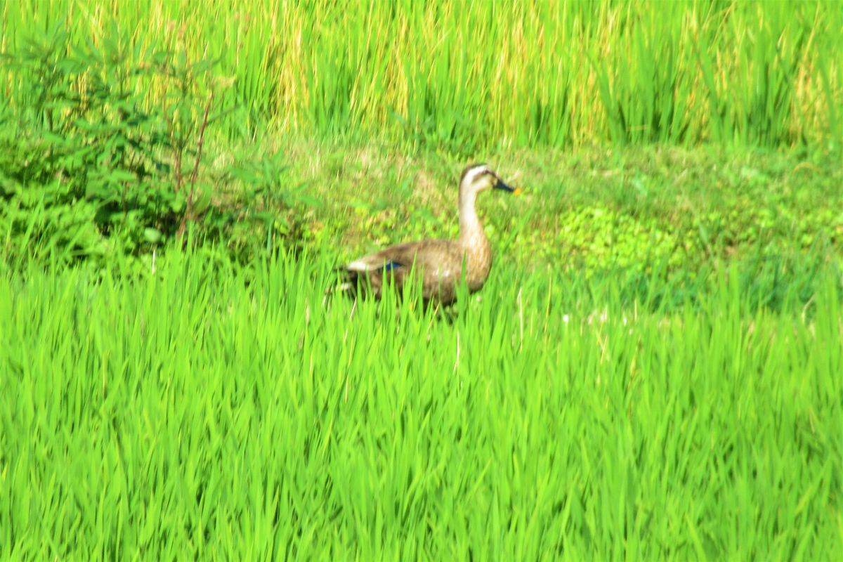 「令和元年７月１８日（木）」  散歩コースの鳥さんたちです。