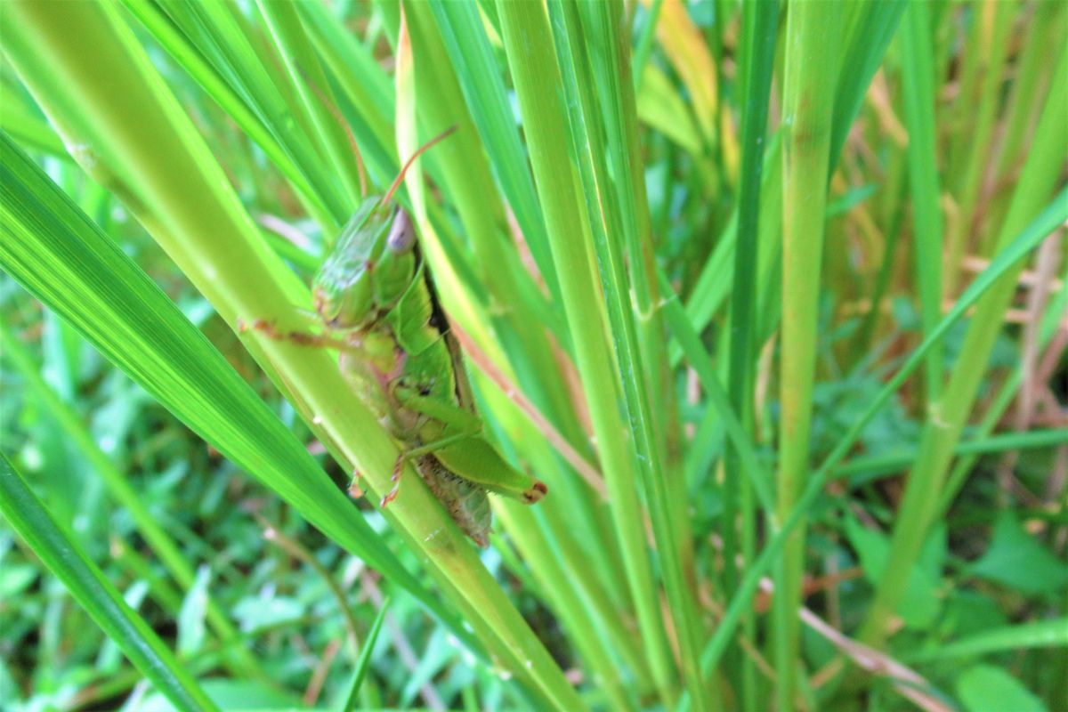 「令和元年９月１１日（水）」  虫さんたちです。🐝 🐸🐜