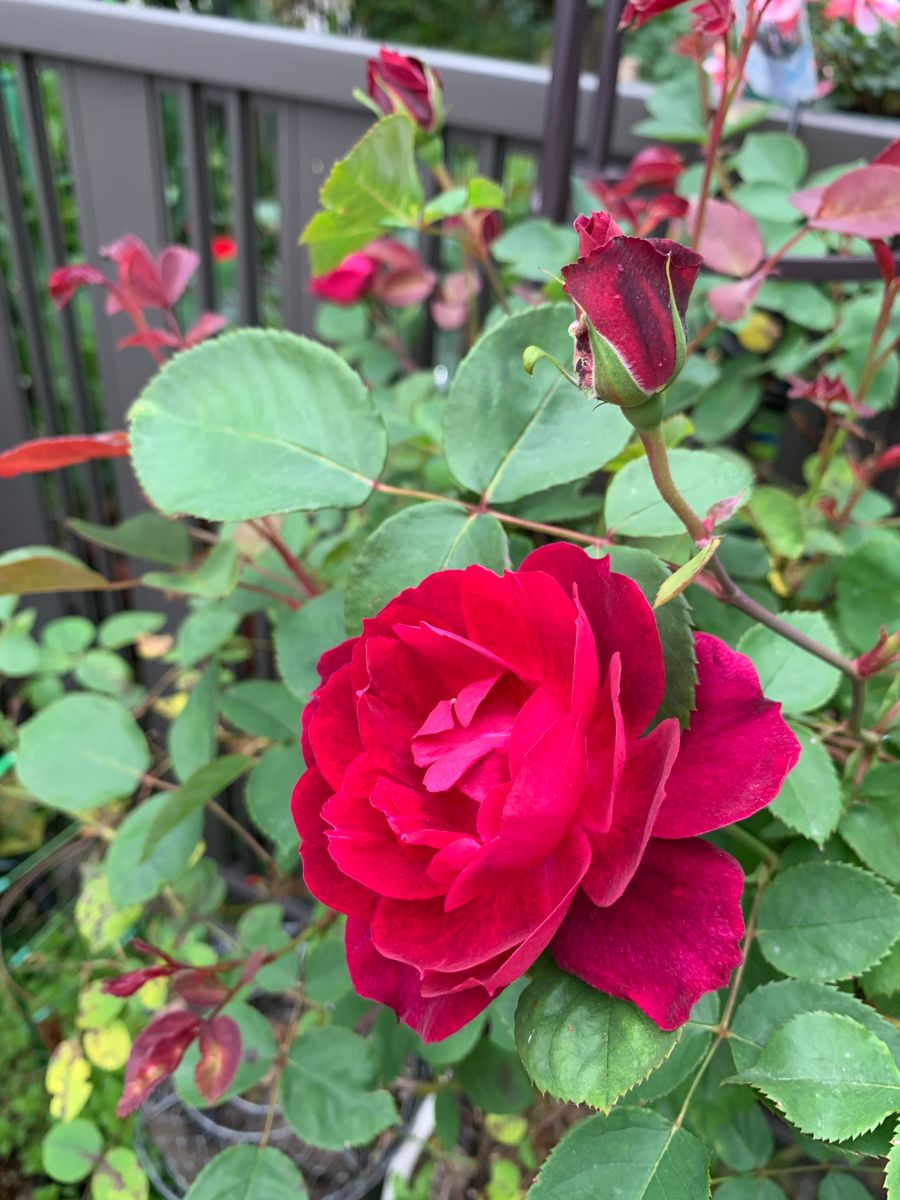 カーディナルフム 今年は花が少ないよ😢 でも、シュート出てきた✨