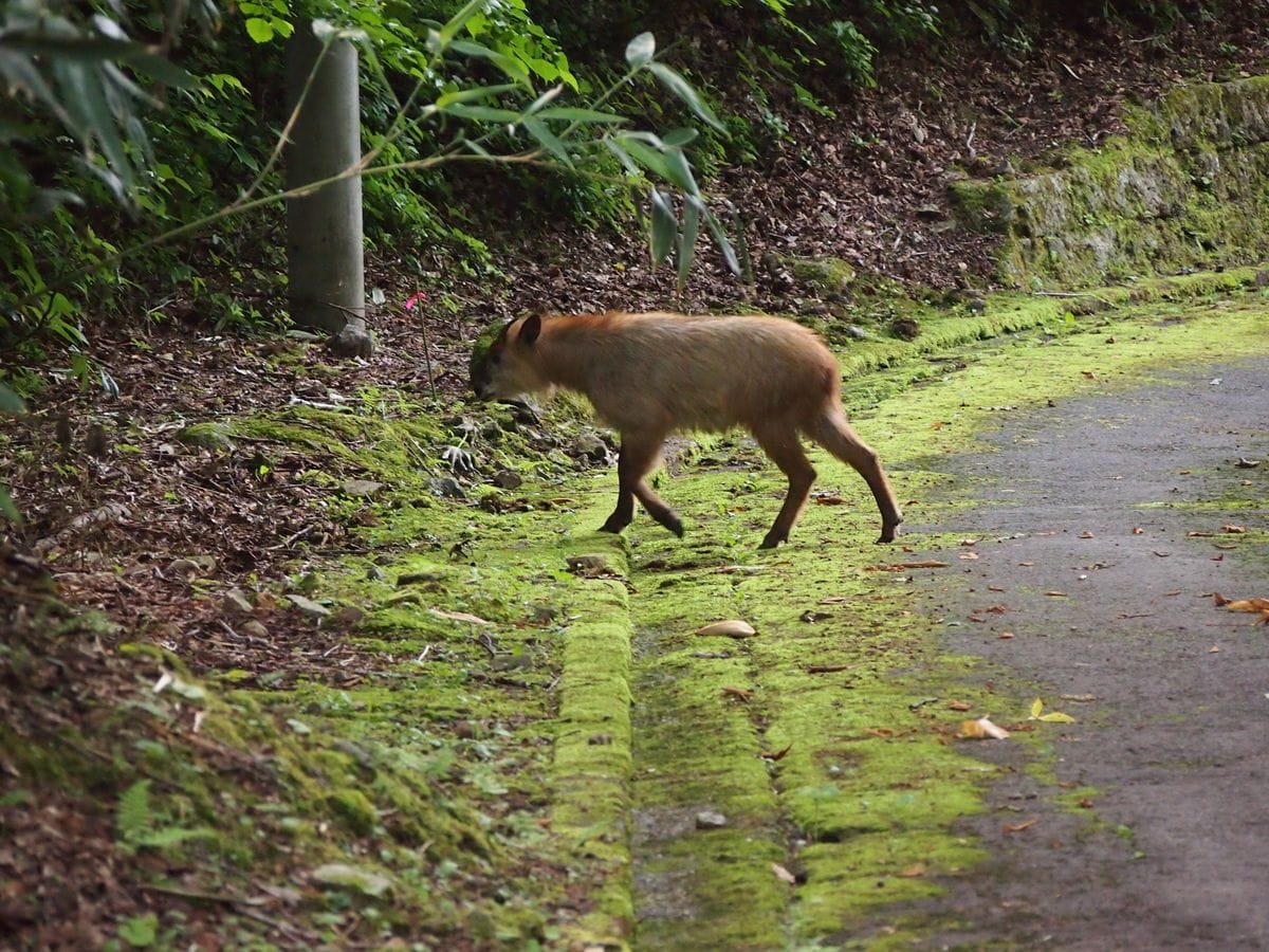 ギンリョウ草を写していたら連れ合いがあっカモシカ、の声に 後ろを振り向くとこちら