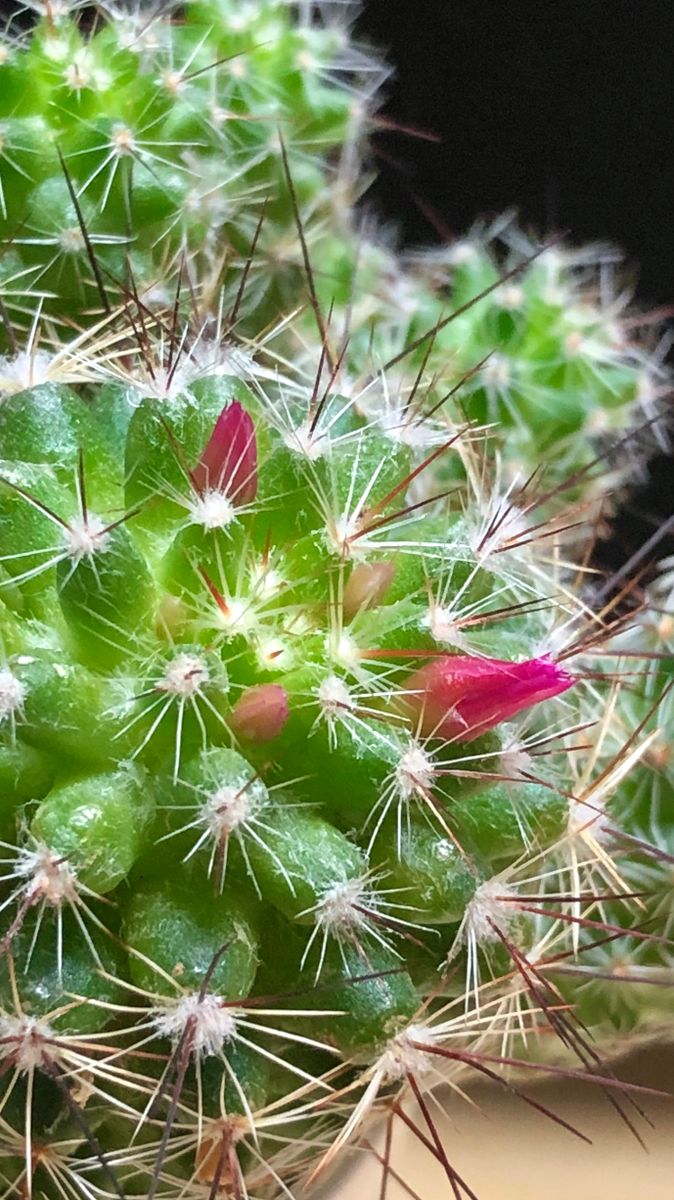 花芽が少し大きくなりました。 赤花銀手まり