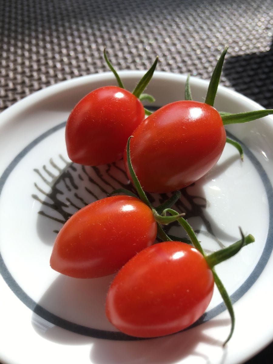 今日の収穫〜