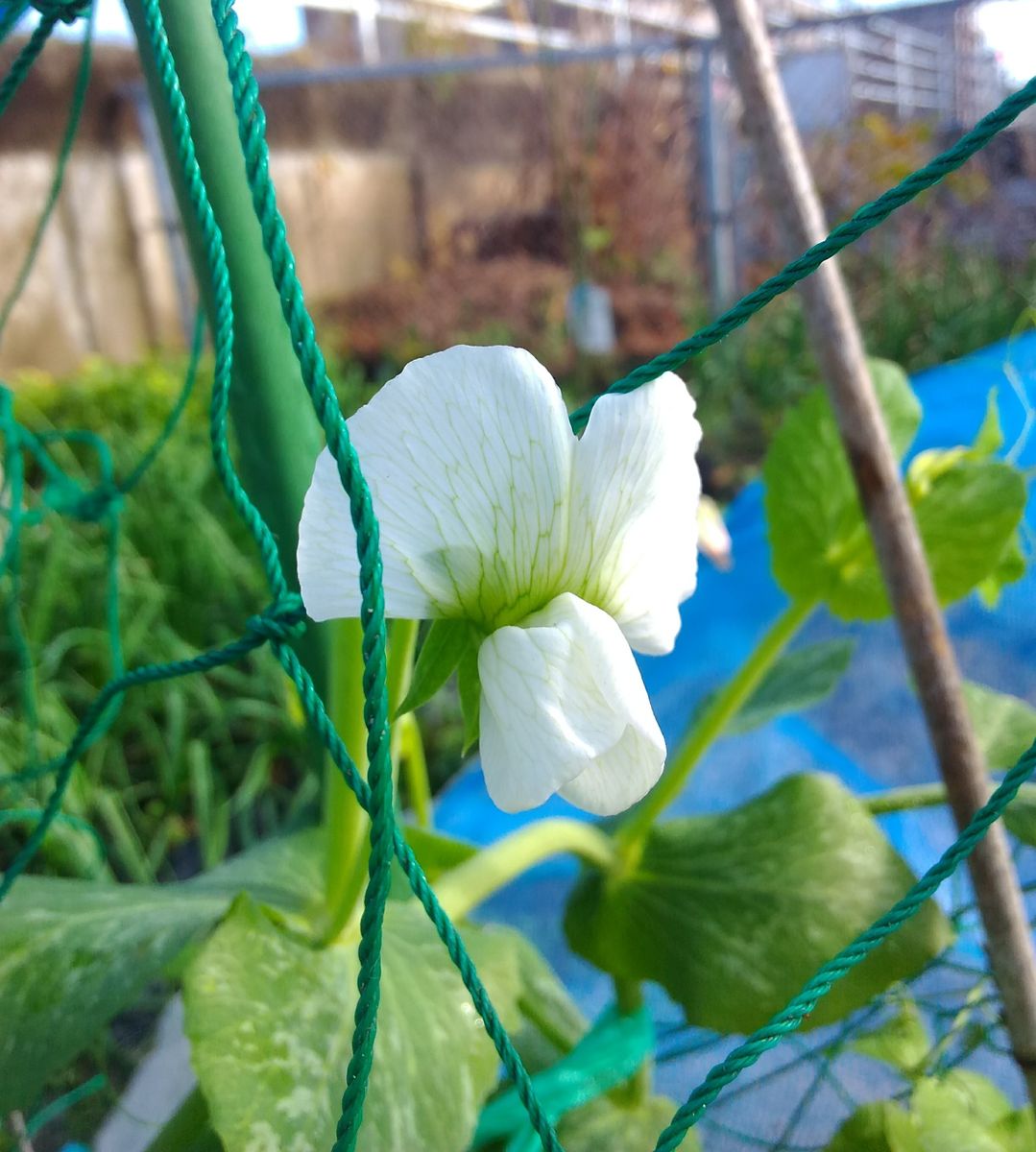 えんどう豆のお花の初開花～🌸