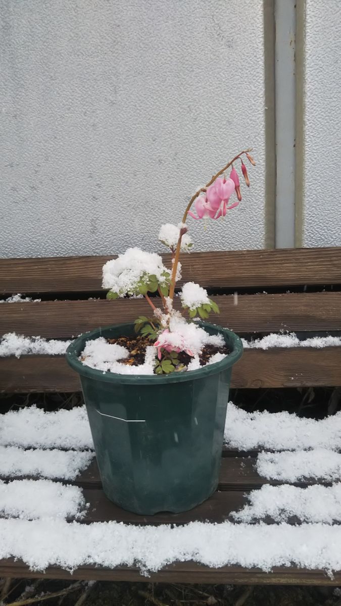 ケマンソウ。タイツリソウとも呼ばれます。4月の末、雪に覆われた姿を撮影。