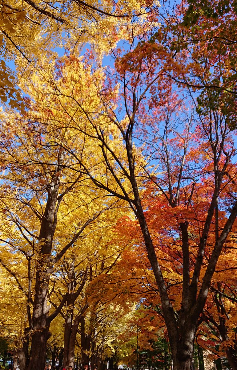 北海道大学の紅葉10/28  青空に映えて キレイな紅葉でした✨✨✨✨❇️( ・∇・)