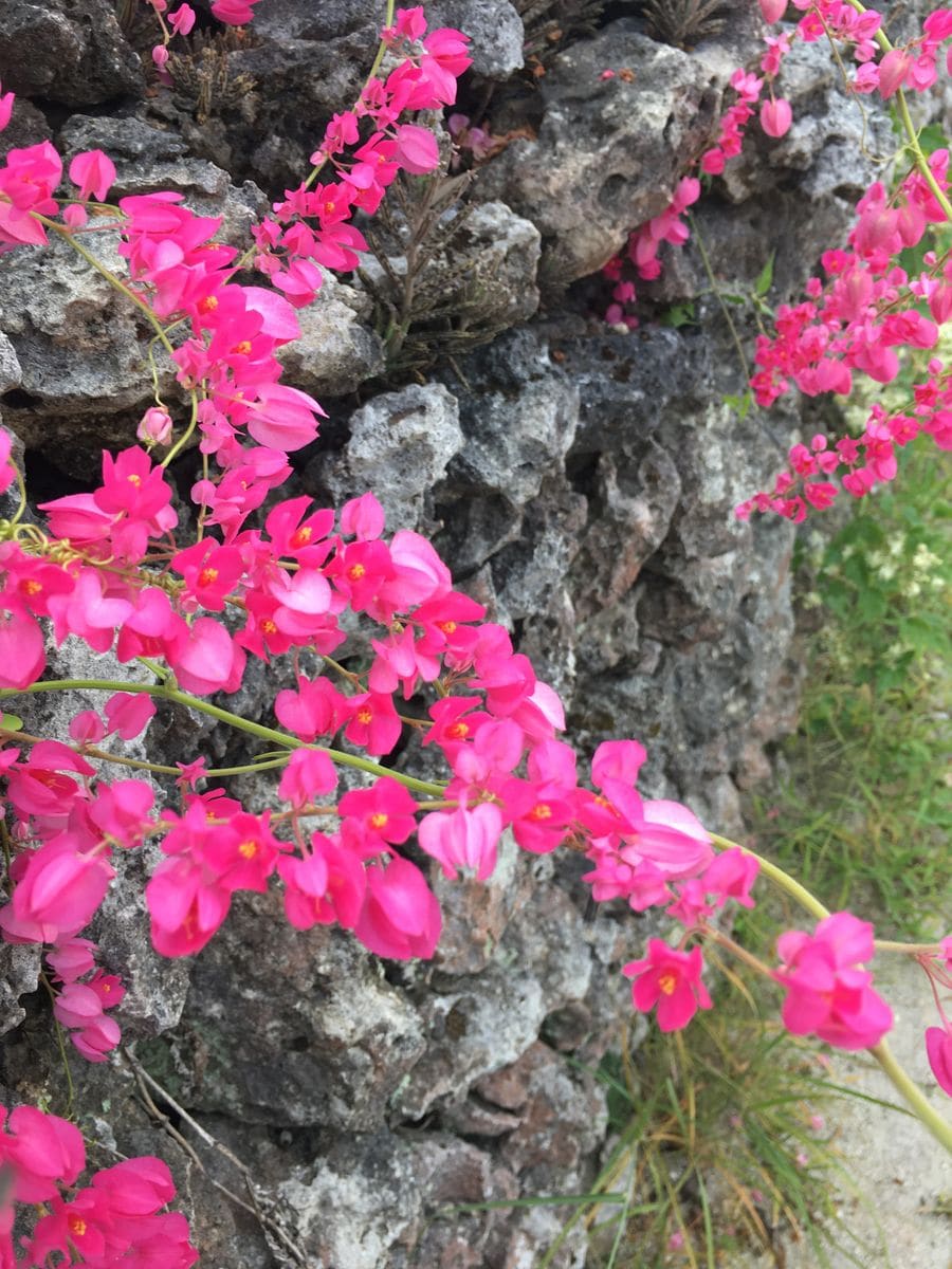 竹富島で見かけた花です。 ピンクがキレイ