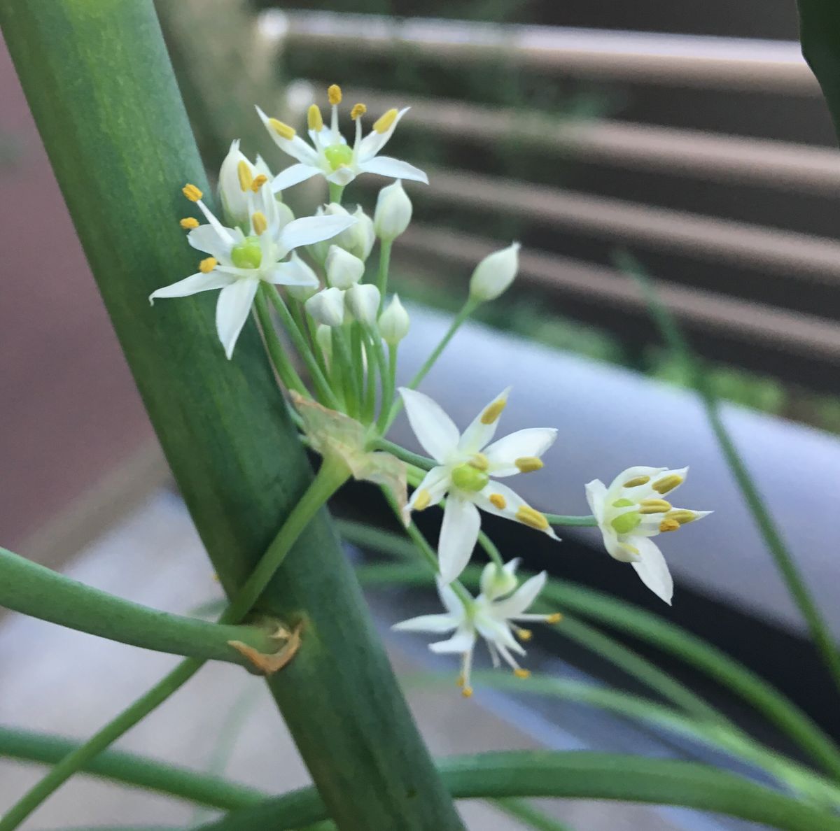 ニラの花。蕾の時に台風で折れた茎を混植のアスパラガスが支えてくれています。