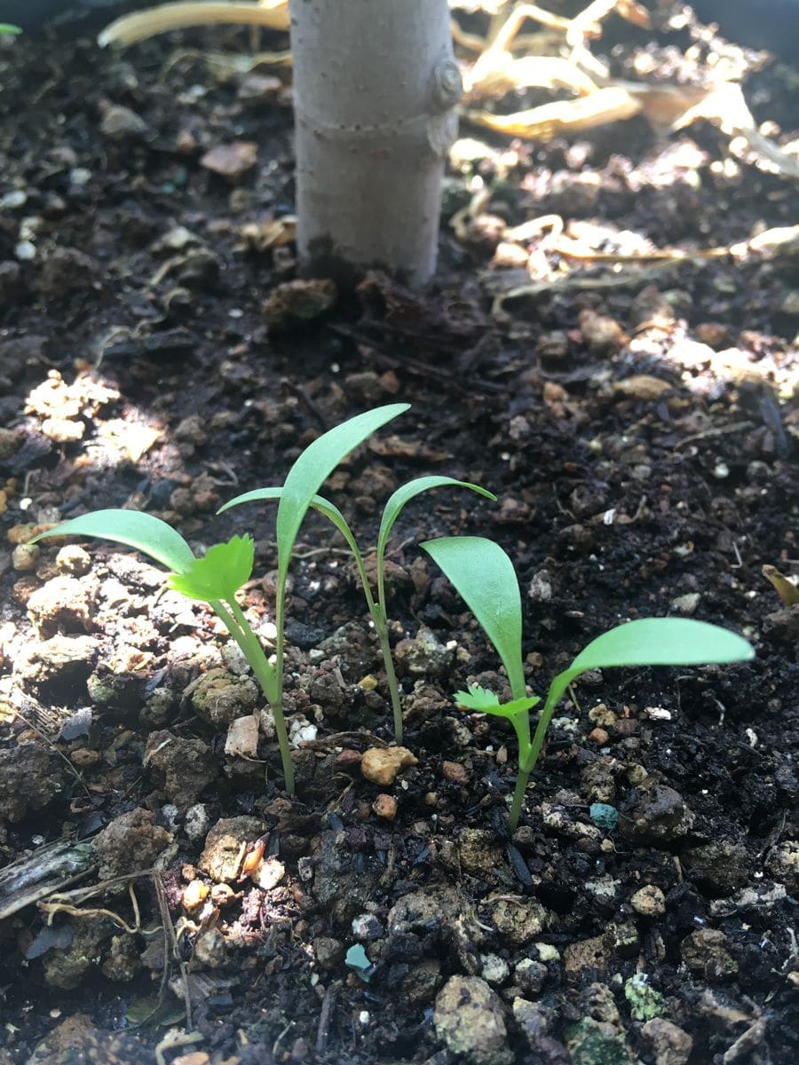 シャンツァイ（パクチー）の写真 by マンションベランダ パクチー🌱 イチジクと混植し