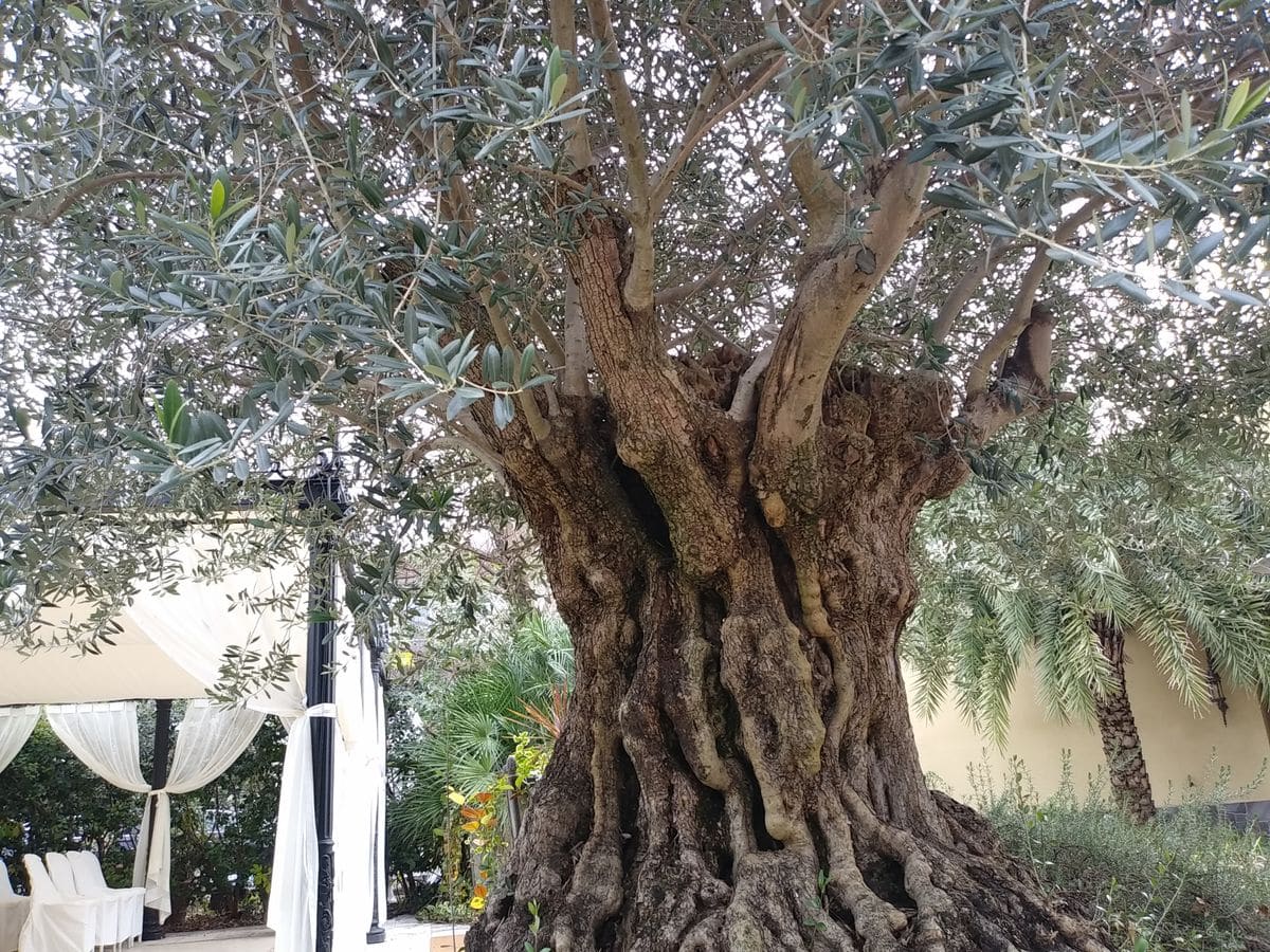 500年も経つオリーブの木！！ スペインから持ってきて移植したそうです。他のお宅のお