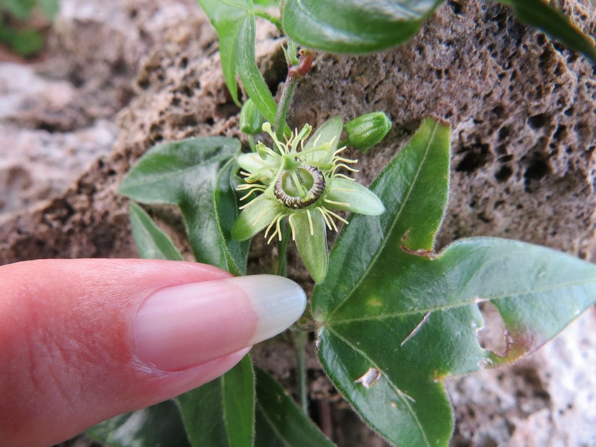 ミスミトケイソウこの花はパッションフル－ツの原種でちっこい トケイソウですのニャ