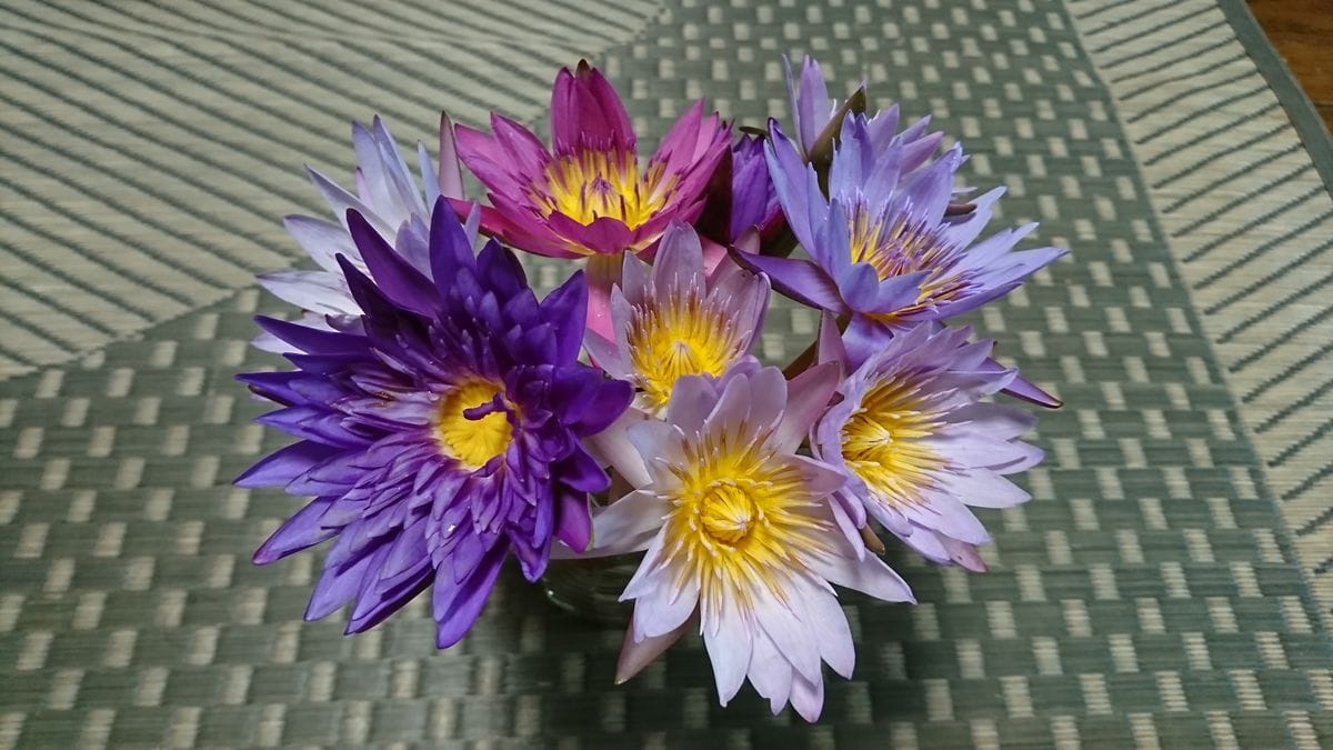 またまた台風です。風にそなえ切り花に。