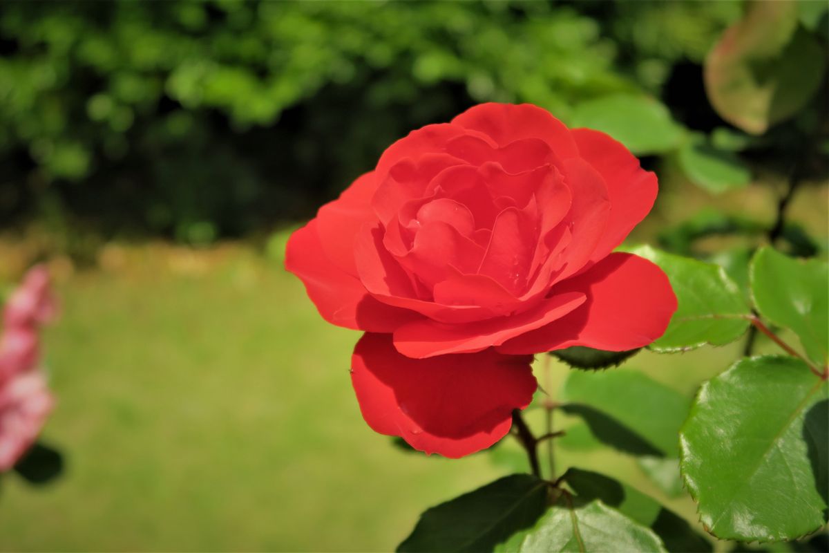 バラ（つるバラ）の写真 by yoshitomo 真紅のツル薔薇、秋晴れに眩しそう～