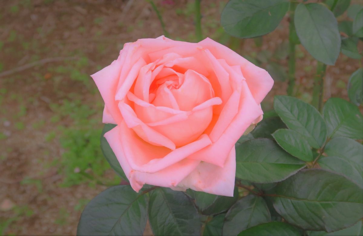 香貴 淡いサーモンピンクです 薔薇のガーデン のアルバム みんなの趣味の園芸