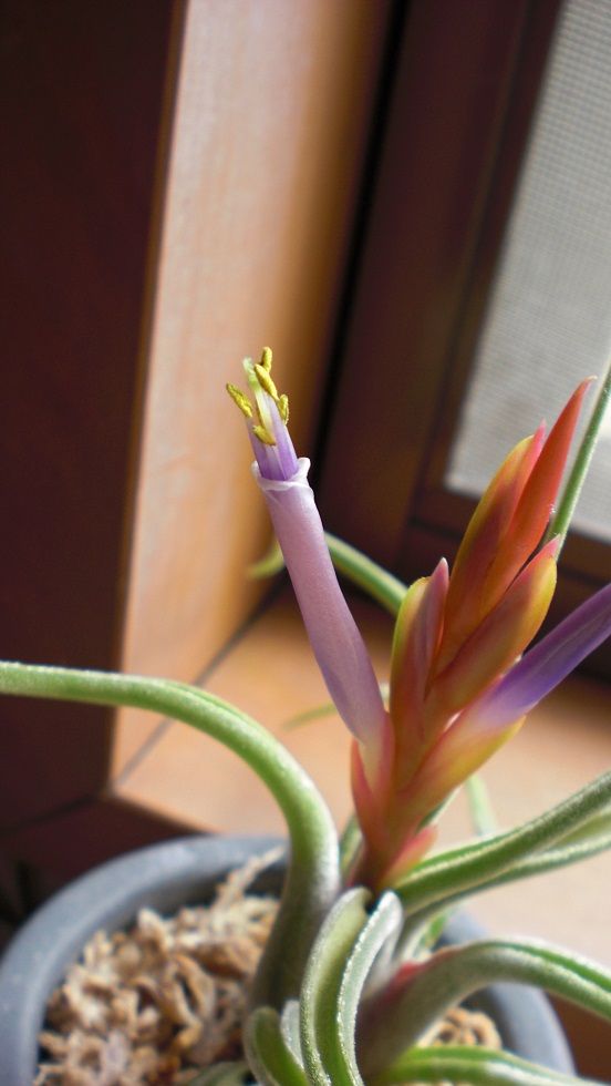 チランジア・カプトメデューサエが本日開花しました！ 神秘的な花に感動です！