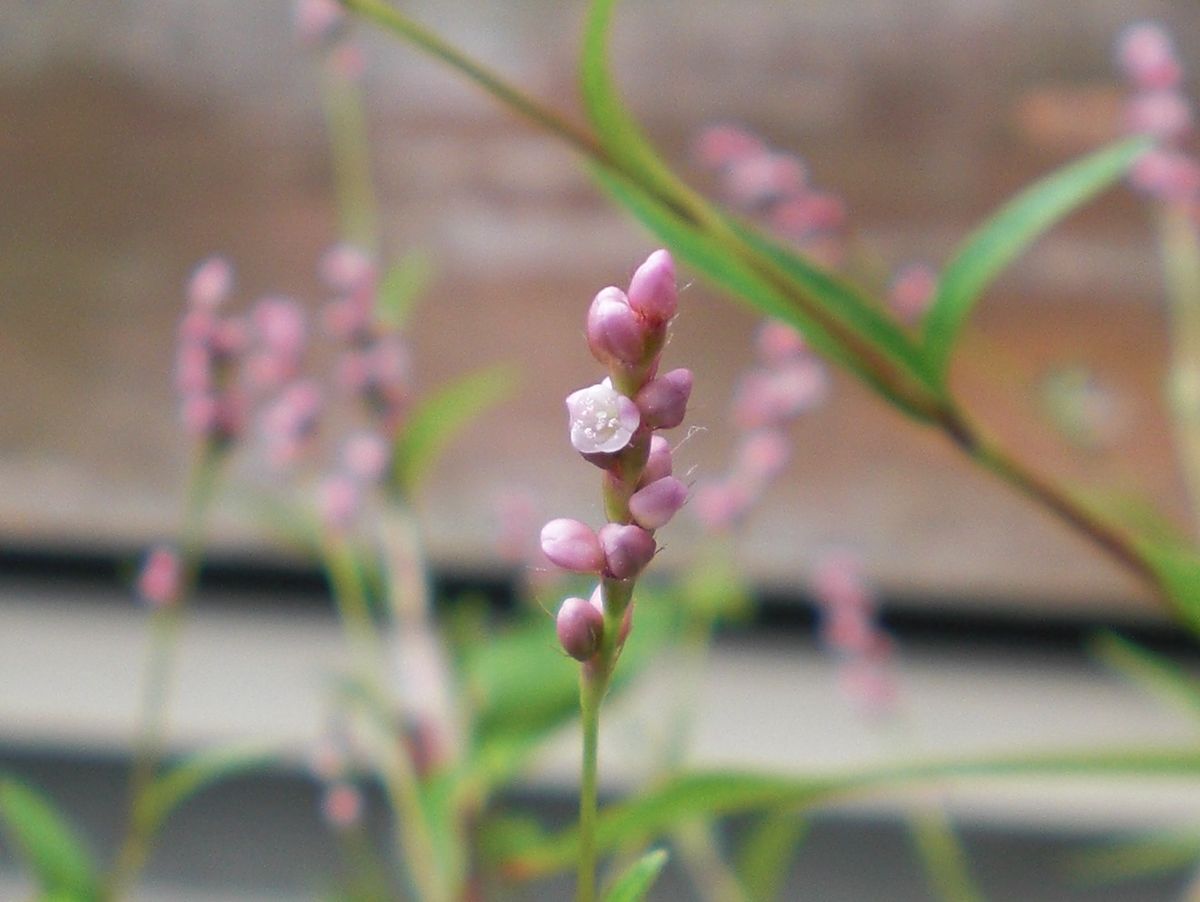 イヌタデ これで見納めですね～ 紅葉するまで待ってもよかったんですが、お茶にするた