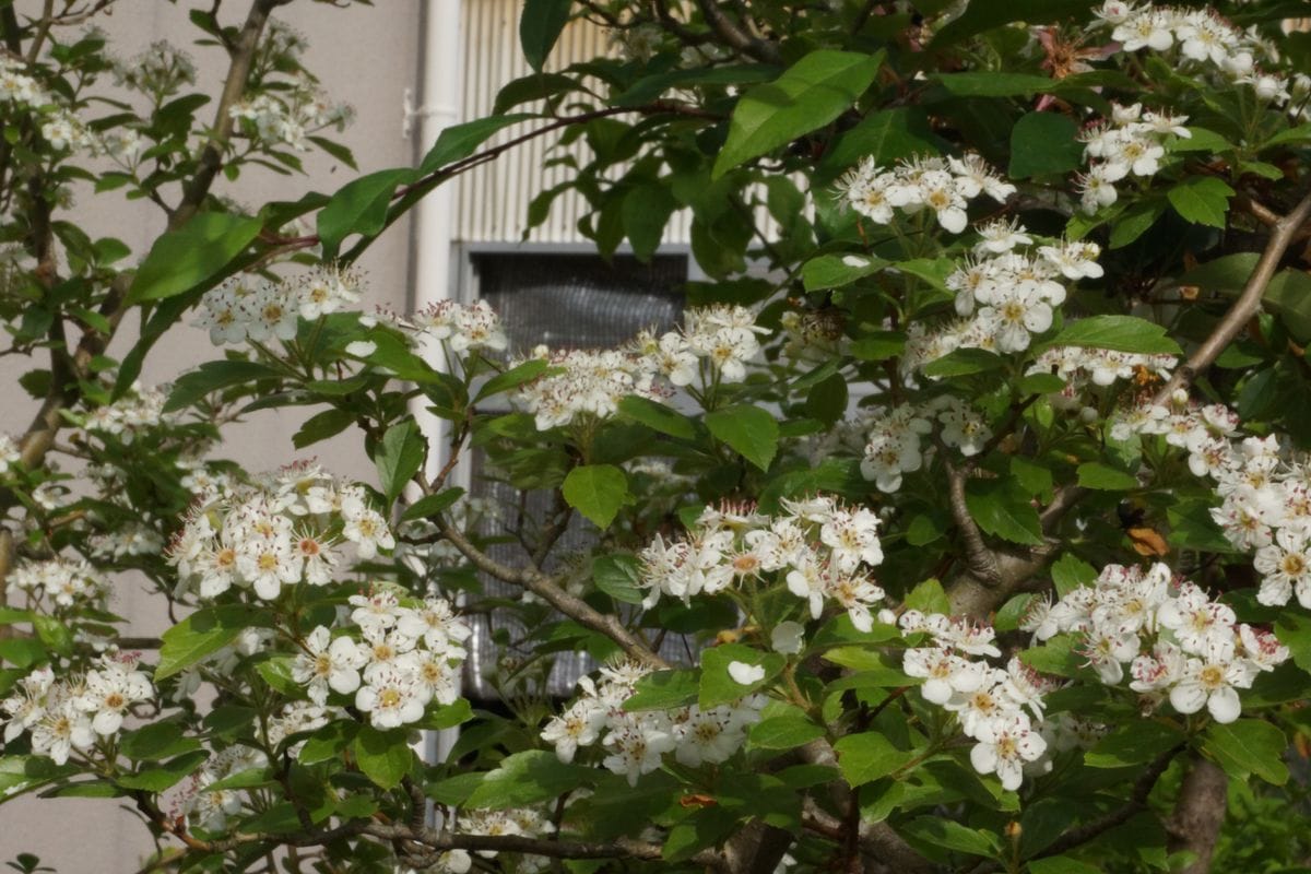 サンザシの写真 by ミューラー &amp;#039;20.5.10 サンザシの花