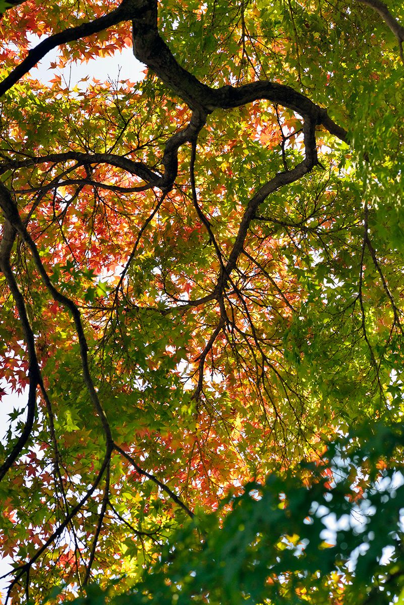 藤戸寺にて。まだ紅葉には早いようで…。 2020年10月31日撮影