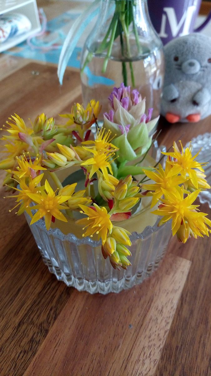 薄化粧の切り花  お花は、次に育つ新芽に栄養を送る為にプッチンしました。 全部切っ