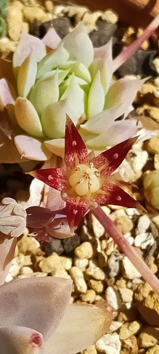 マクドガリー、遂に開花🌸 渋い花ですね～素敵✨