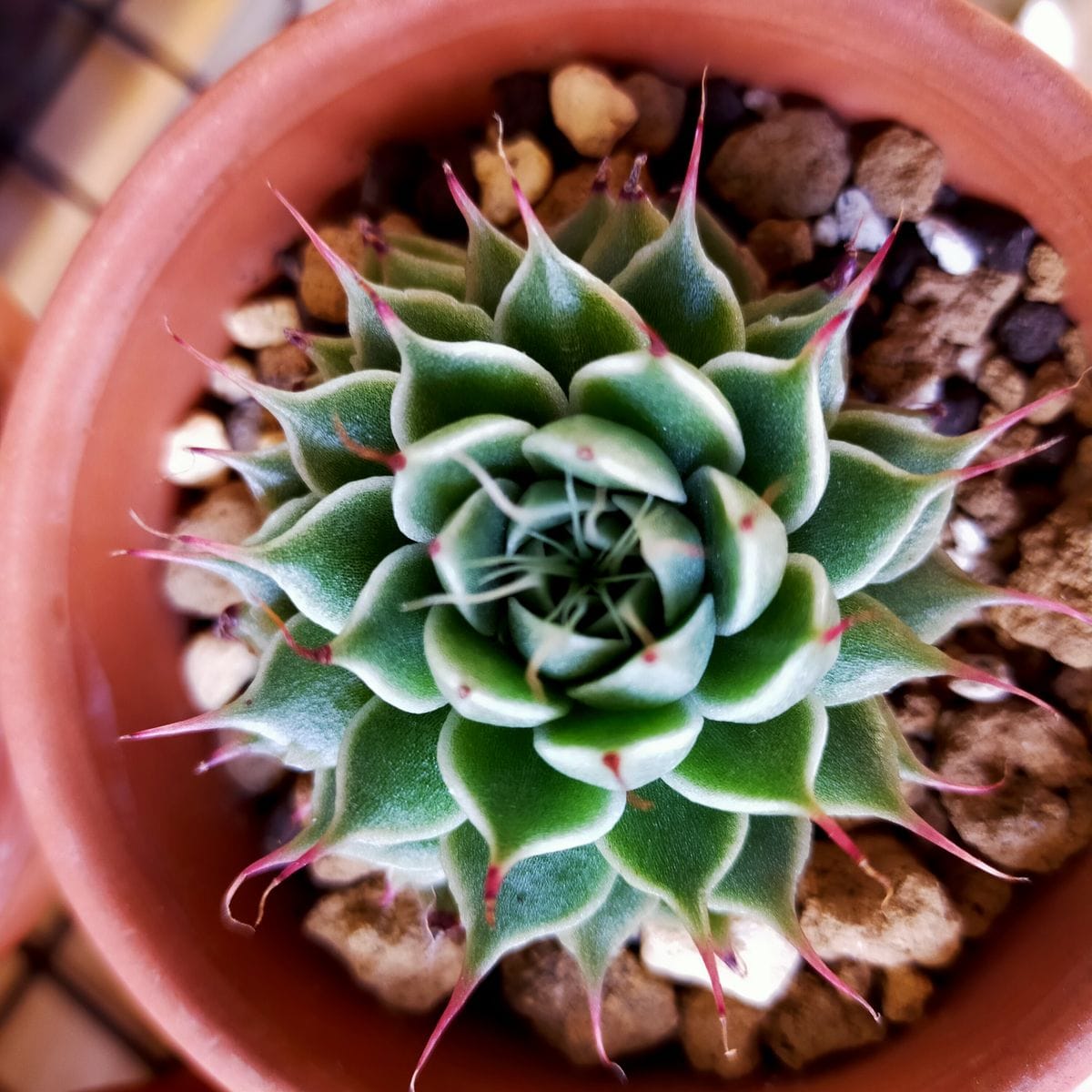 シルバースター ちっちゃな花芽が隠れてるの、発見!!! わかるかな～😚