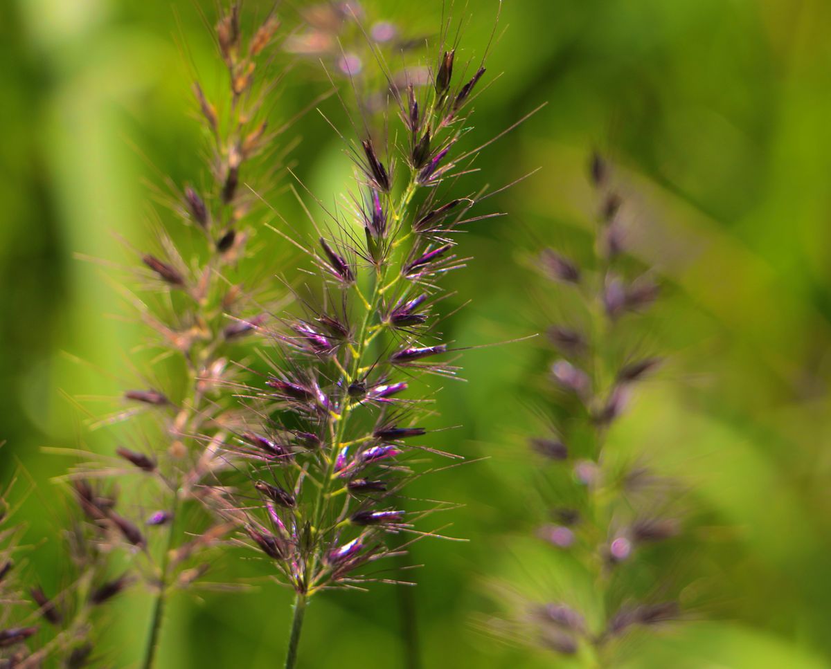 雨の降る前のチカラシバ(Pennisetum alopecuroides イネ科)です。 ガーネット色(？)の