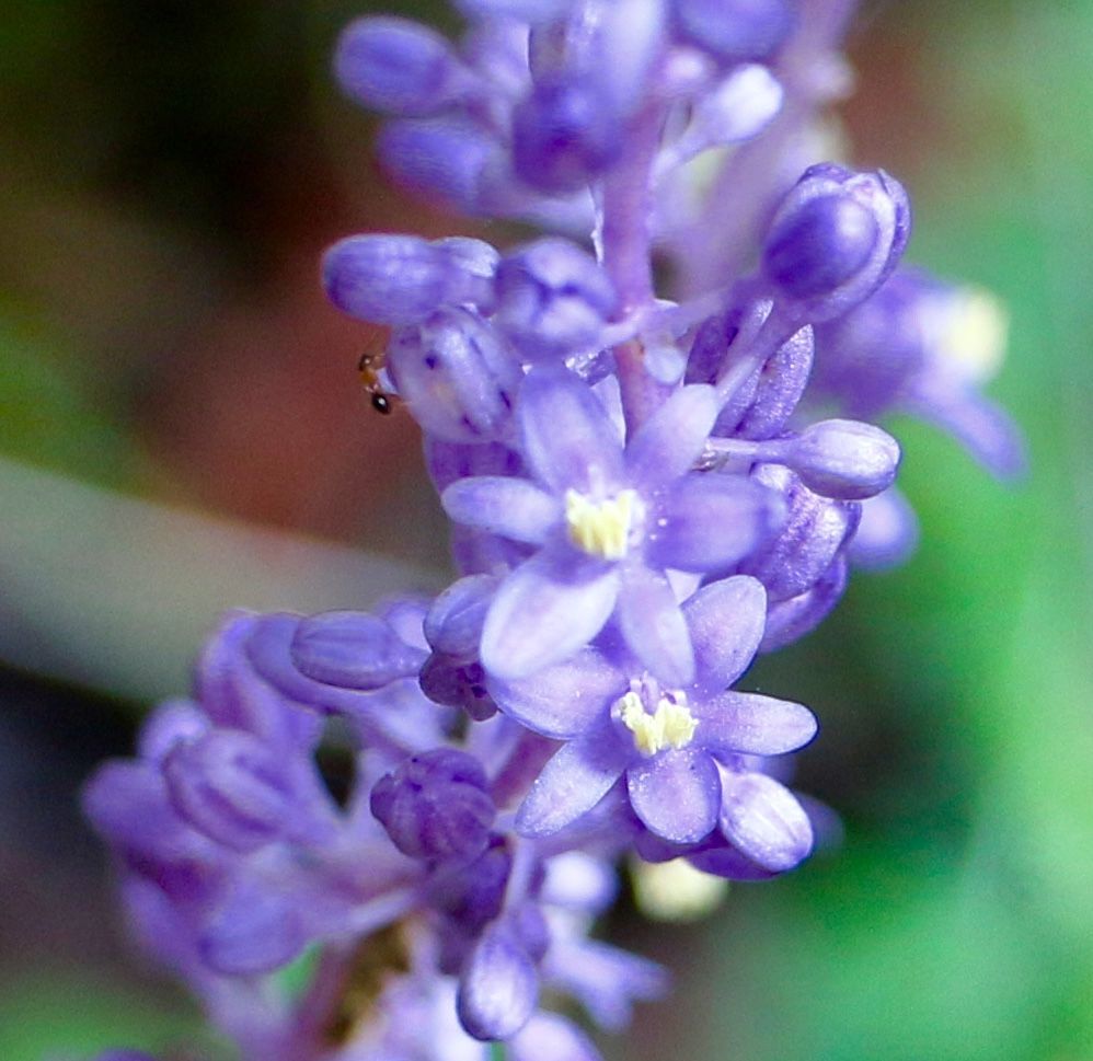 神社の裏山で見かけたキジカクシ科のヤブラン ( Liriope  muscari ) です。木漏れ日の