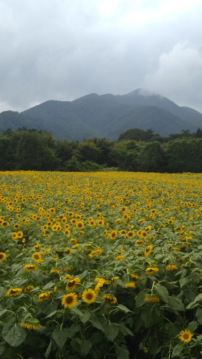 矢巾町のひまわり畑です🌻✨