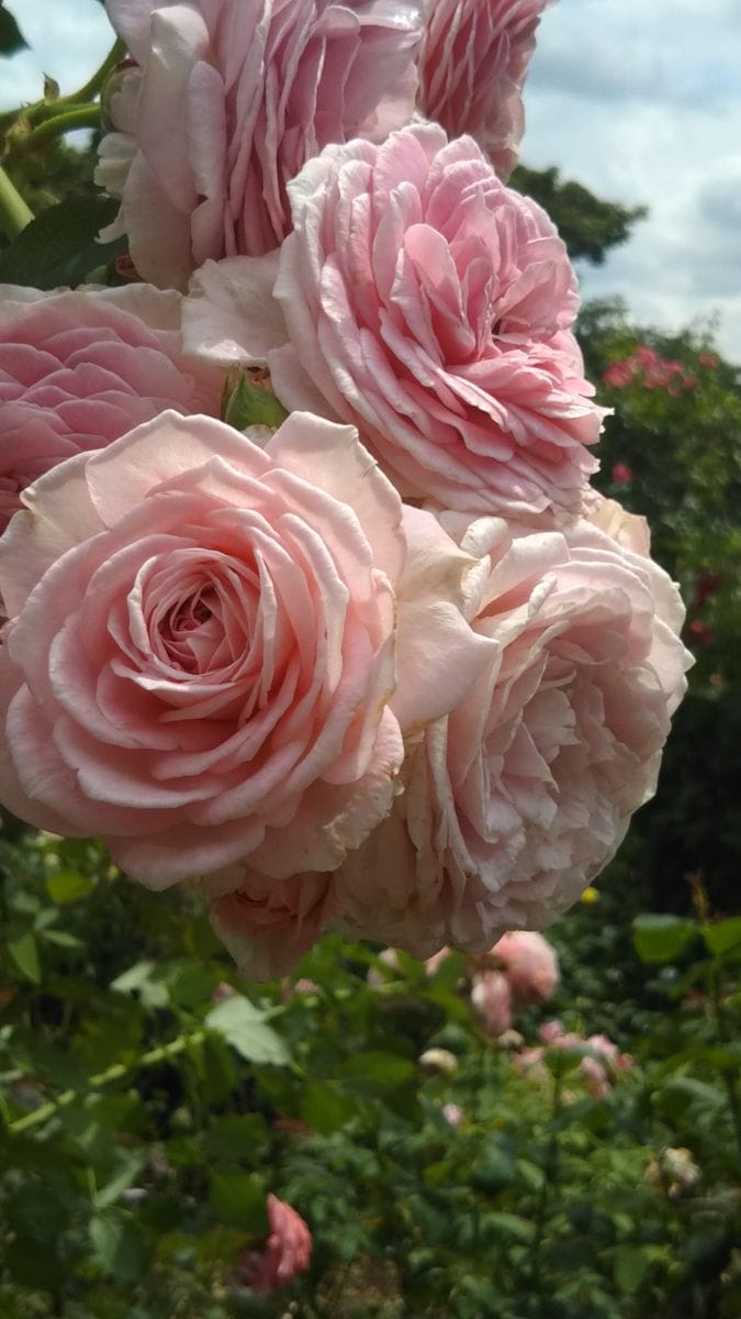 花巻温泉バラ園に咲いていたバラです🌹✨