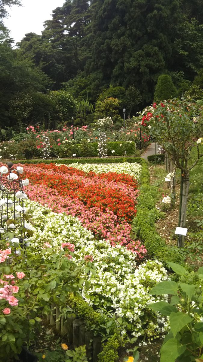 花巻市の、花巻温泉バラ園の様子です🌹✨