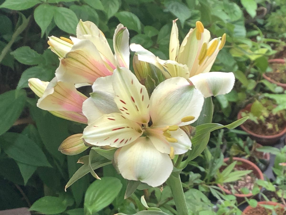  アルストロメリア ④   花友から頂いた切り花。