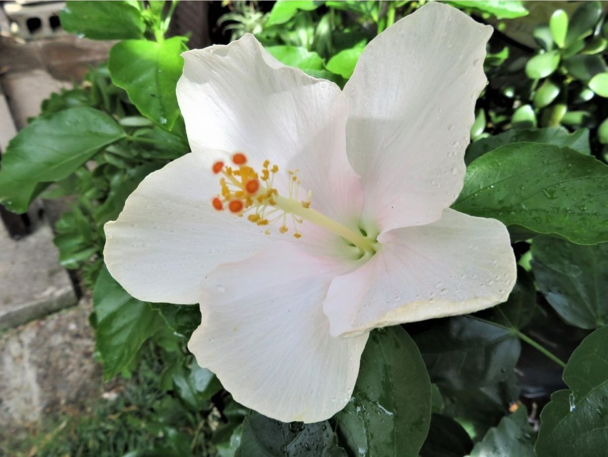 3⃣🌻ハイビスカス白雪姫の花...昨日花開いた白雪姫が、今日は花閉じようとしている姿、