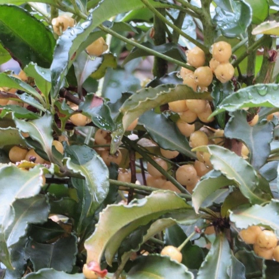 📷大実万両(白実)🍒福だるま...側の金柑の実よりも横に広がり鈴なりに...庭先側面では、