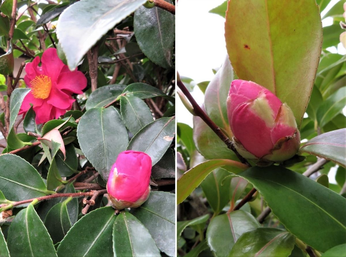 📷左：庭先に植えているサザンカの花蕾み 📷右：表正門の横に植えているツバキ(曙錦)の