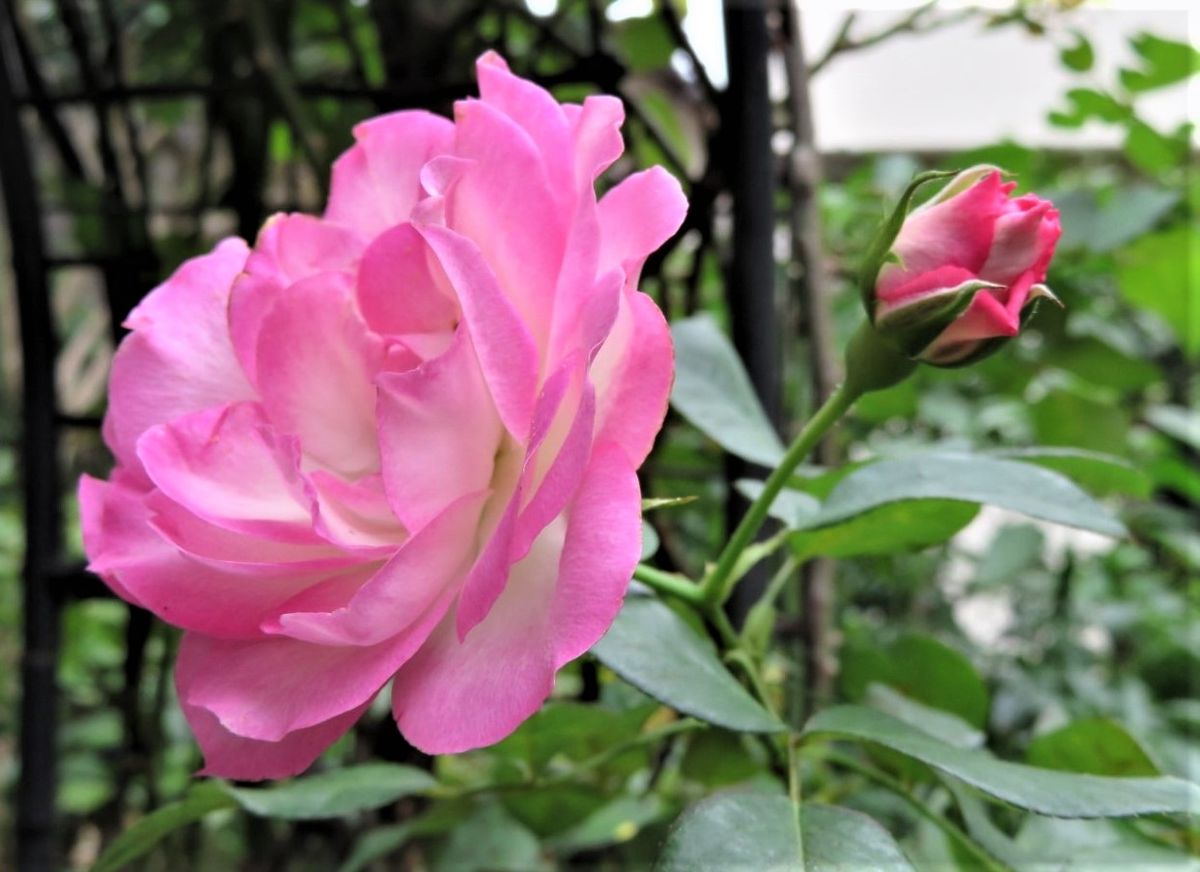 バラ（つるバラ）の写真 by ロッキー 🌻ストロベリーアイスの花...秋に咲く花は長持ち